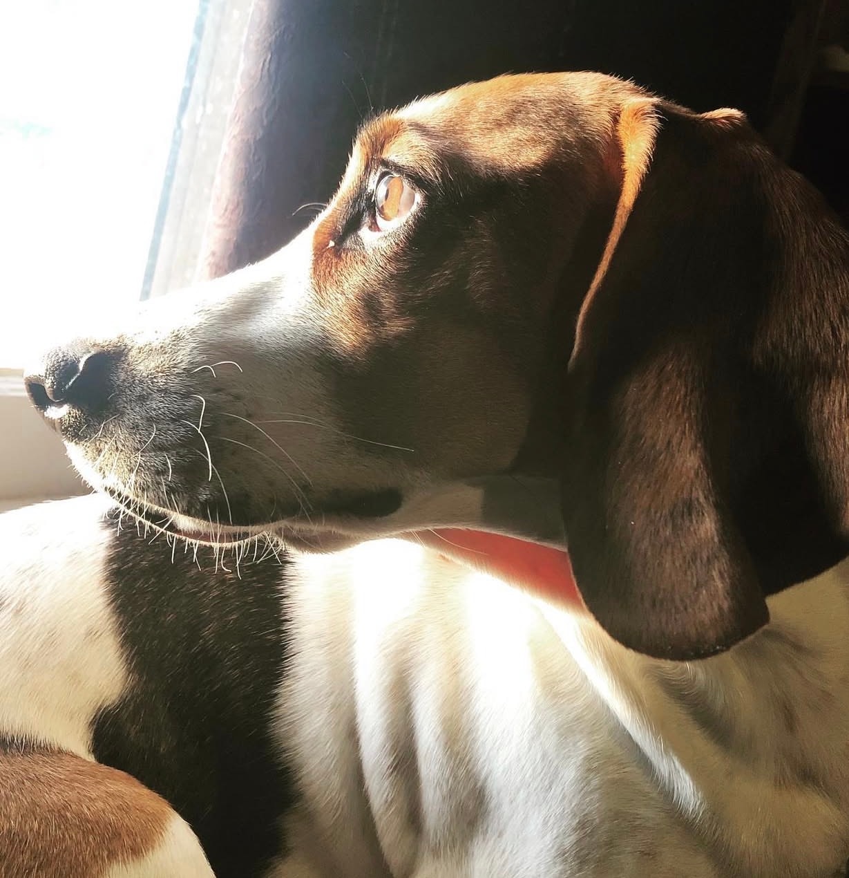 Haddie Wynn — Basset Hound diabetic alert service dog